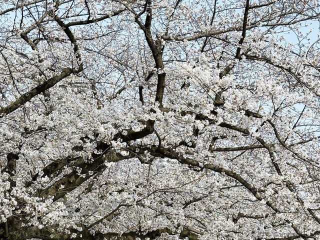 🌸🌸福岡舞鶴公園的櫻花，真的超級絕美！！！