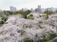🌸🌸福岡舞鶴公園的櫻花，真的超級絕美！！！