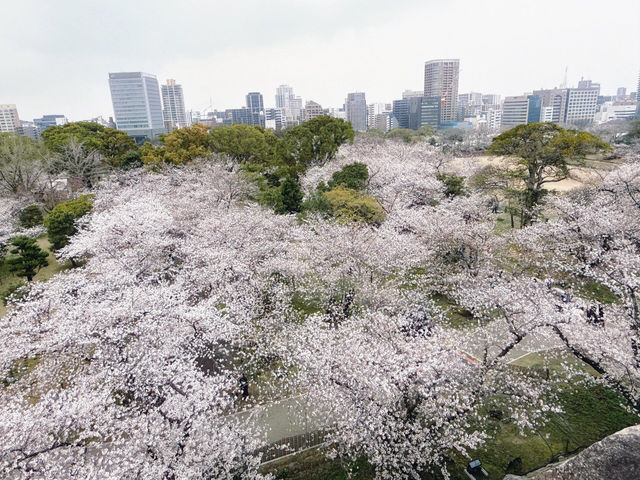 🌸🌸福岡舞鶴公園的櫻花，真的超級絕美！！！