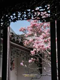 Experience the Enchanting Spring in Suzhou