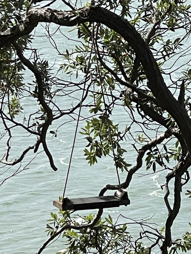 徒步考里角百年紀念公園 奧克蘭