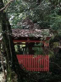札幌円山公園櫻花大爆發！在地人私藏的夜櫻聖地攻略