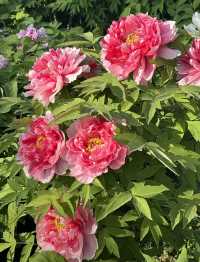 花開時節再逢君！