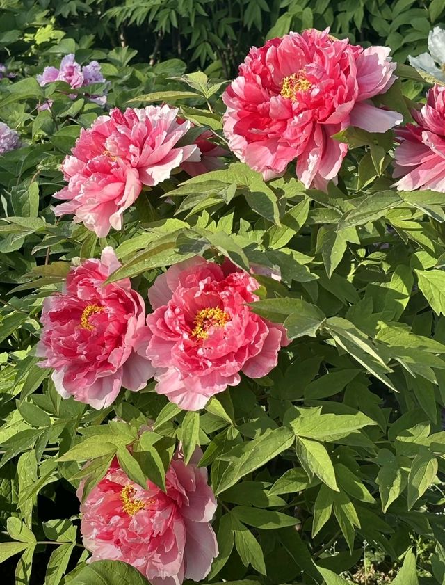 花開時節再逢君！