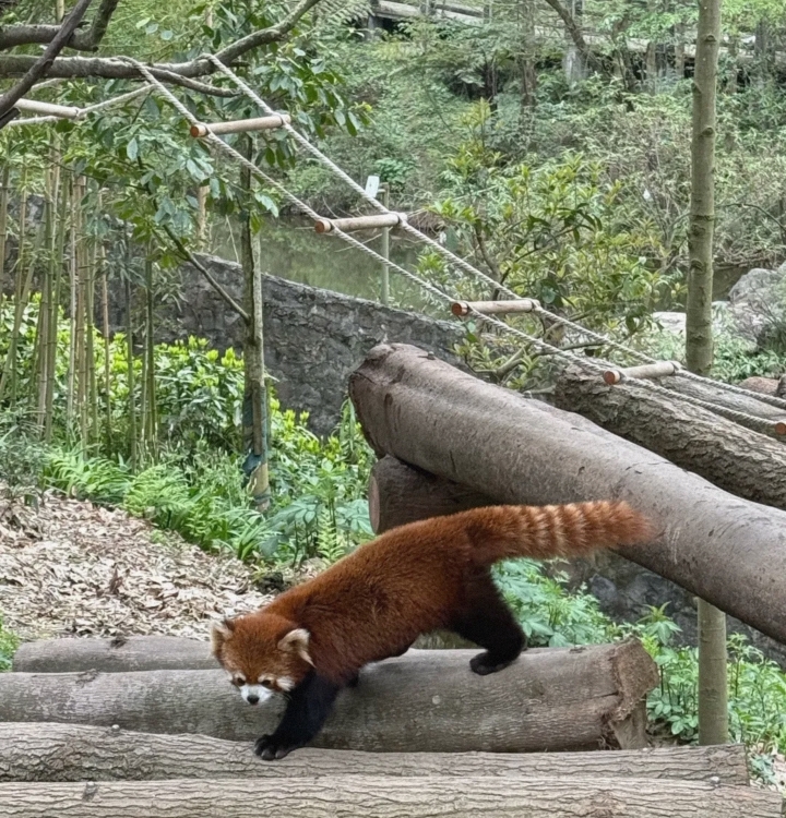 Wildlife Sanctuary Red Panda Sanctuary Perfume Dujiangyan China