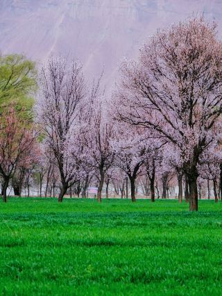 A Guide to Qinghai's Little Sanya and a Flower Appreciation Map