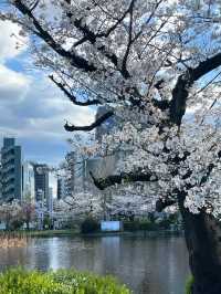 東京上野恩賜公園——一個讓人流連忘返的綠意角落