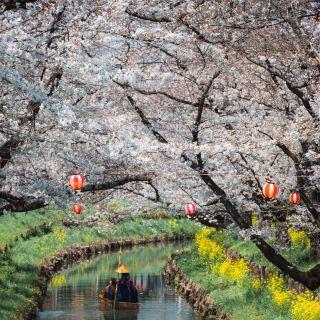 Tokyo Daily Life｜Cherry Blossom Viewing in Kawagoe and the Fox Wedding