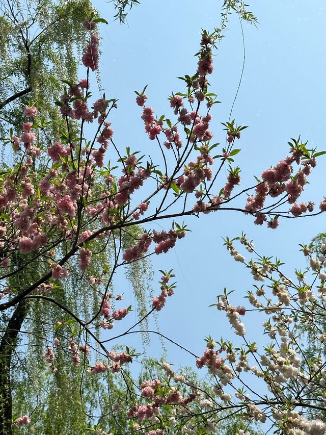 救命！杭州西湖把春日粉色桃花浪漫玩明白了