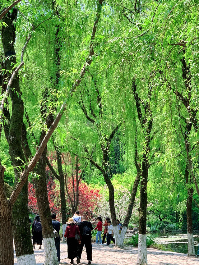 藏在杭州清河坊的春日浪漫，桃花開成海