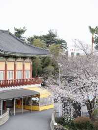 🌸韓國濟州藥泉寺櫻花｜古剎裡的靜謐浪漫🌸