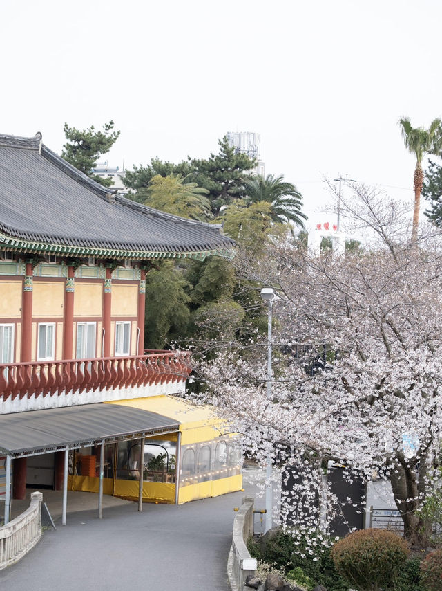 🌸韓國濟州藥泉寺櫻花｜古剎裡的靜謐浪漫🌸