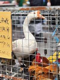 北京出發｜東營2日遊超全攻略