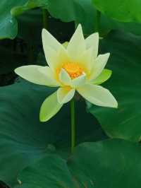 影相效果真係唔錯嘅珠海免費荷花衝