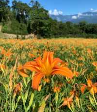赤科山金針花季：花海美景與人文景點的完美結合 🌼