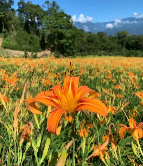 赤科山金針花季：花海美景與人文景點的完美結合 🌼