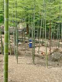 安吉余村自駕遊｜喺山溝溝解鎖初夏悠閒感