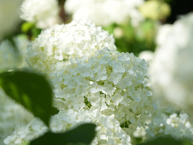 東京府中の繡球花夢境🌸