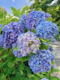 伊豆下田公園 | 繡球花的絕美盛宴
