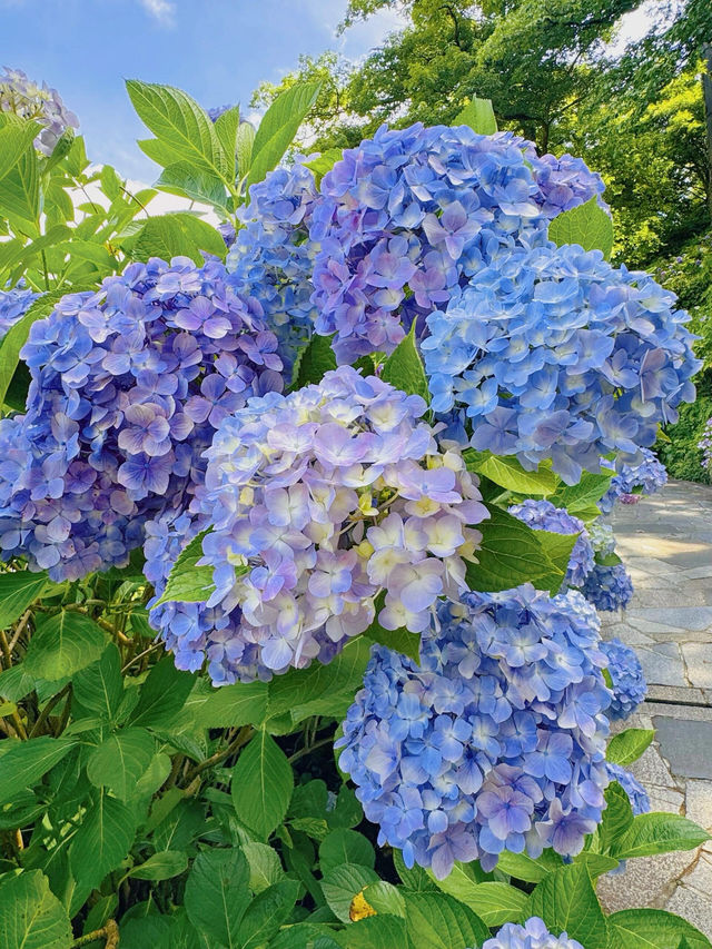 伊豆下田公園 | 繡球花的絕美盛宴