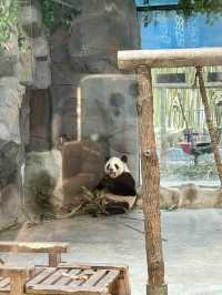 洛陽·宜陽｜竟然藏咗一個咁好玩嘅動物園！