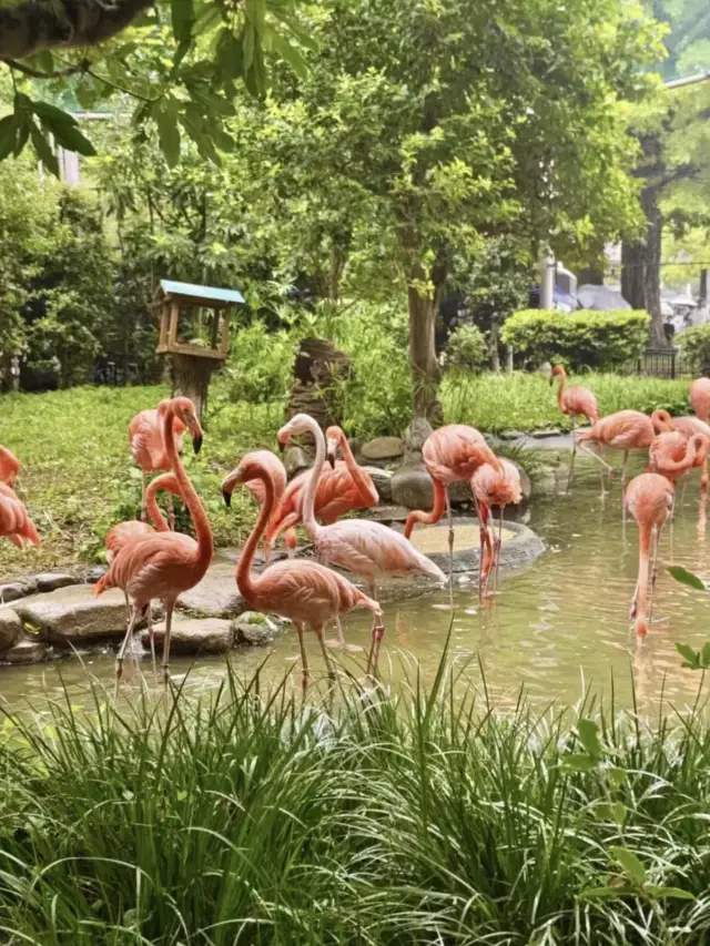 上野動物園：把熊貓的可愛帶回家