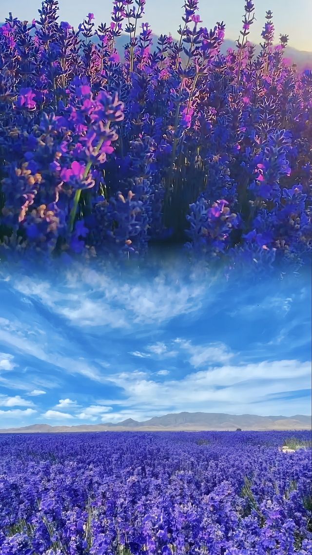 伊犁-薰衣草花海旅遊攻略