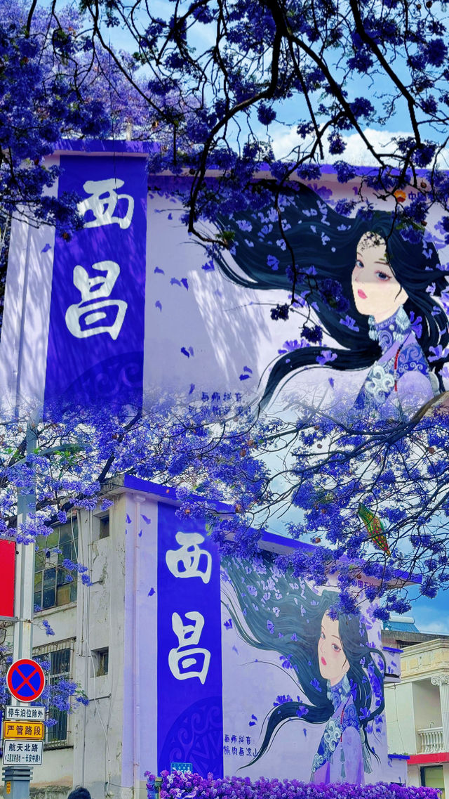 川西．西昌藍花楹嘅浪漫，你確定唔嚟睇下？