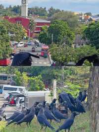 玩轉加勒古堡歷史遺跡打卡、美食住宿全指南