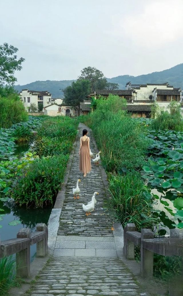 呈坎夏荷記：喺徽州八卦村裡，與一池荷花共生嘅千年時光