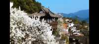 邂逅篁嶺，赴一場夢幻的田園之約   踏入篁嶺，彷彿穿越時空，走進了一幅被歲月珍藏的江南畫卷。連綿的山