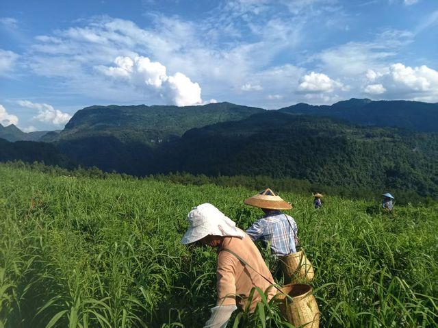 誤入小葉藤茶仙境！被這片綠意深深吸引