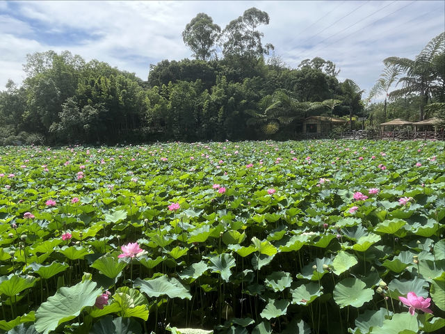 夏日賞荷，感受一份美好與寧靜