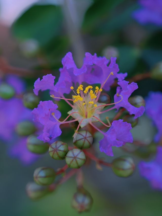 成都嘅紫薇花海靚到爆，人少免費