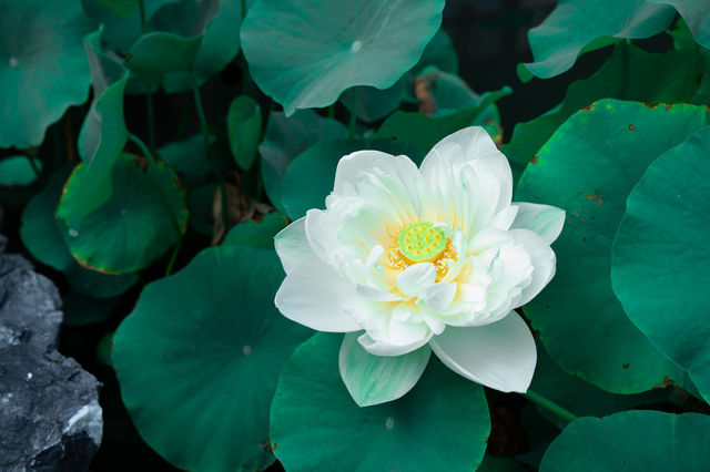推窗即入畫，私湯映芙蕖，賞荷地圖已開啟！