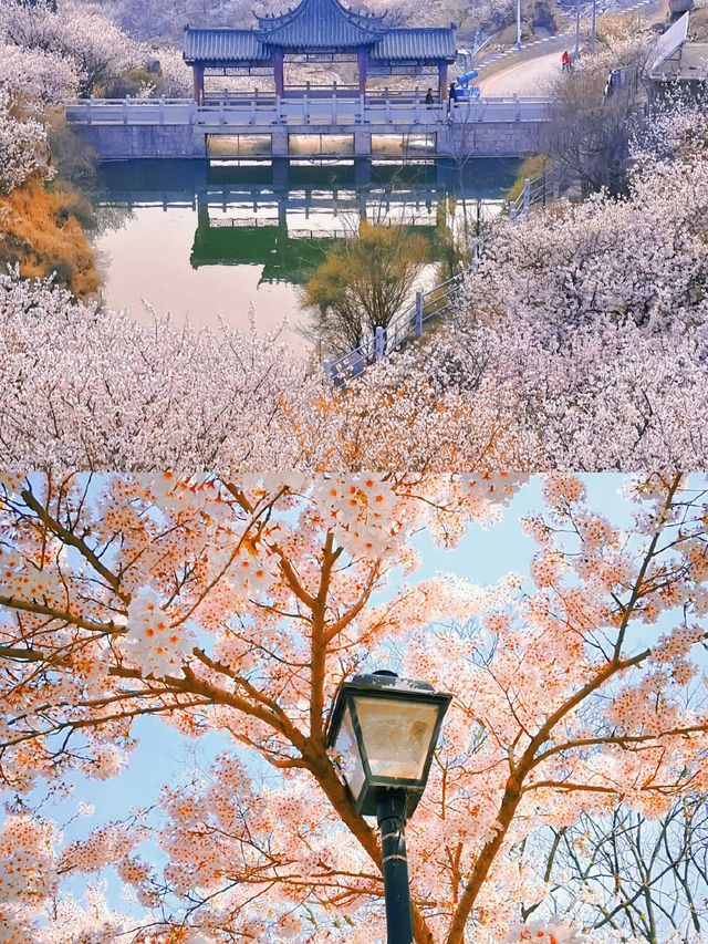 紅瓦綠樹×碧海藍天！青島，漫畫裡的濱海浪漫~