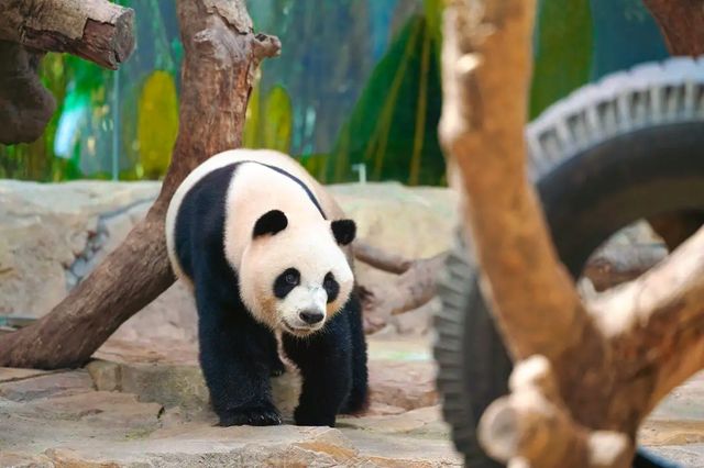廣州長隆2日狂歡攻略｜帶上閨蜜衝就對了