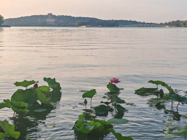 心歸荷處-頤和園西堤