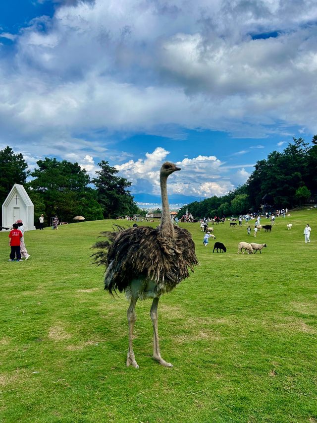 大理動物世界