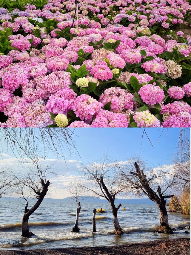 女大學生嘅最美旅行昆明.滇池衝啊氛圍感嘎嘎