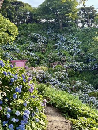 A Serene Encounter in Shades of Blue and Purple—Shimoda's Hydrangea Festival