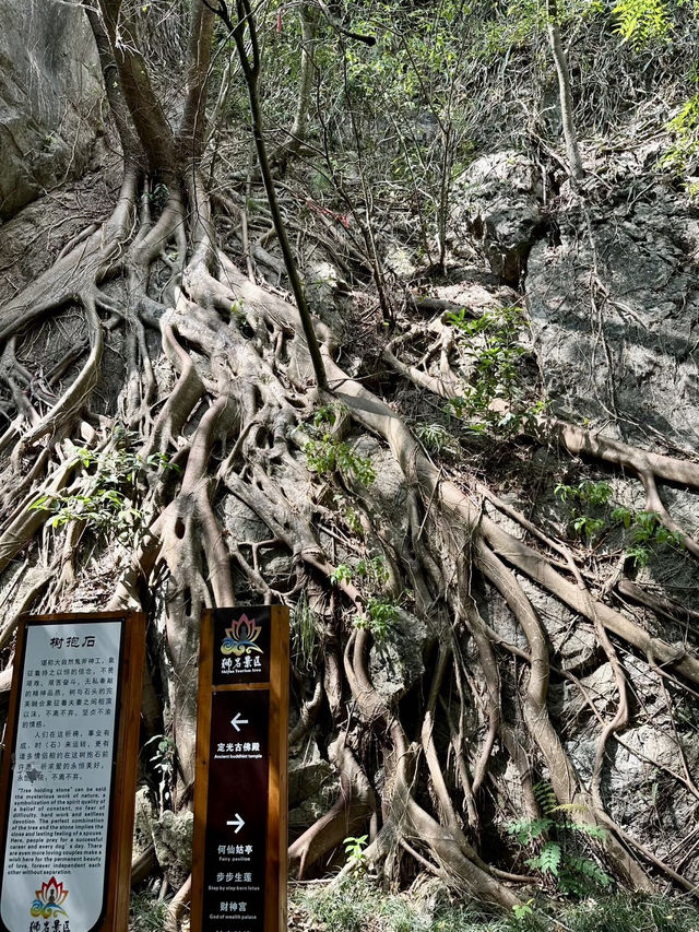 峭壁雄姿——武平獅岩景區