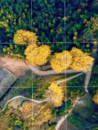 江西萬安銀杏古村