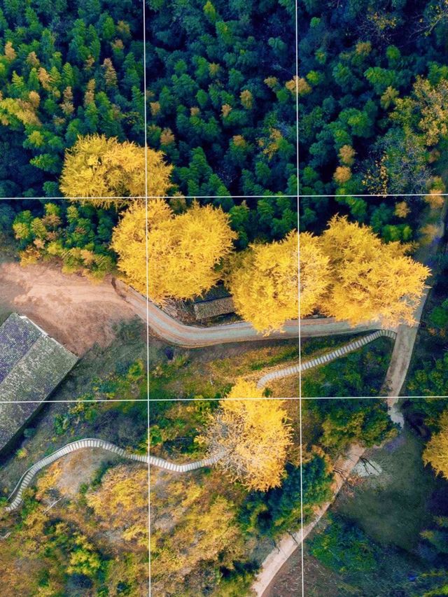 江西萬安銀杏古村 江西萬安銀杏古村