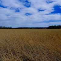 🌾 Lammassaari: A Walk Into Helsinki’s Wild Side