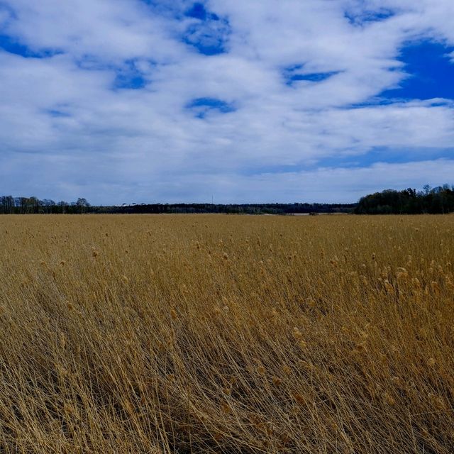 🌾 Lammassaari: A Walk Into Helsinki’s Wild Side