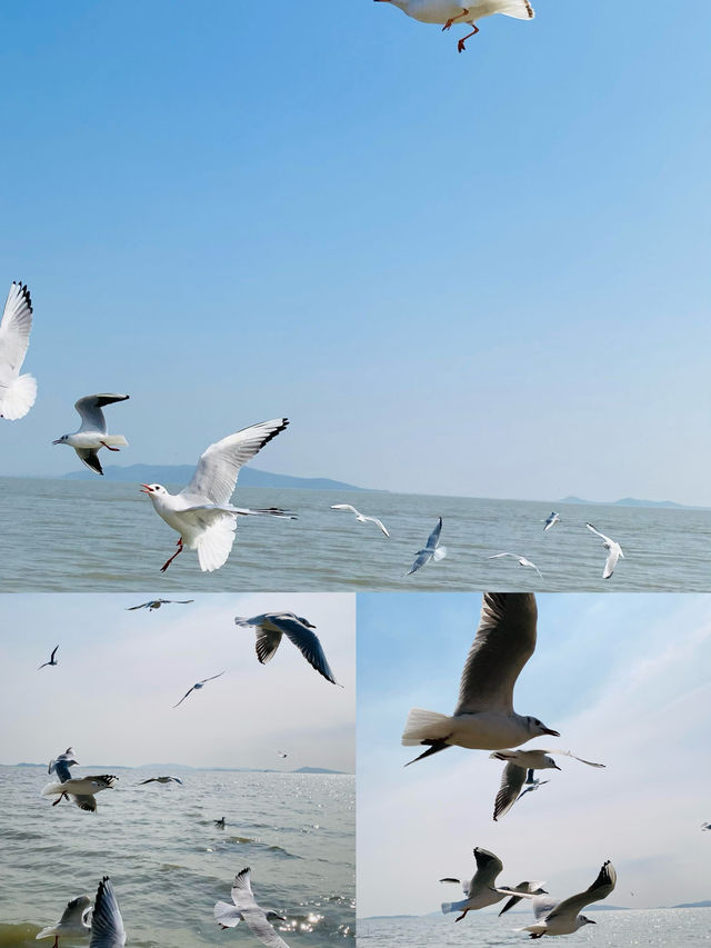 #太湖觀鳥最佳點位出爐  蘇州太湖限定浪漫！海鷗、夕陽、燈塔全攻略  ------  追鷗路