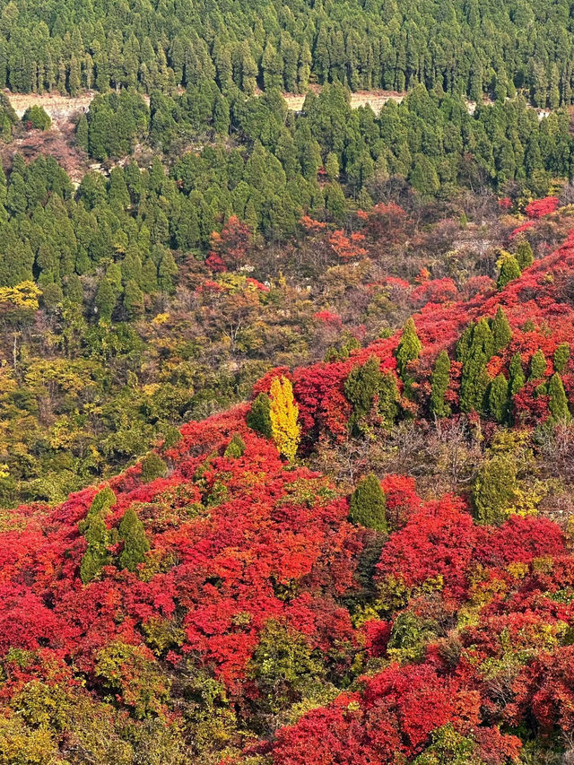 濟南劈山秋日攻略｜免費紅葉秘境，徒步即入油畫