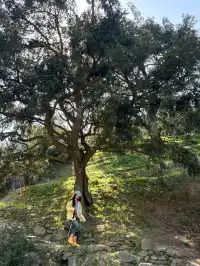 江浙最美徒步路線|走馬崗香榧林（附攻略）