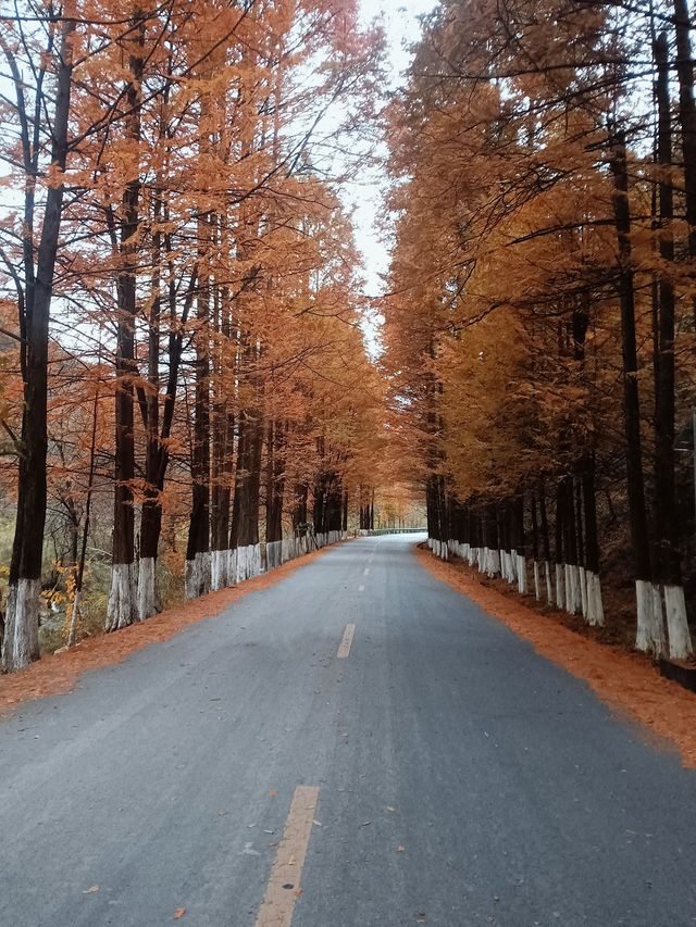 這條秦嶺秘境自駕路，把我一眼焊在深秋的浪漫裡